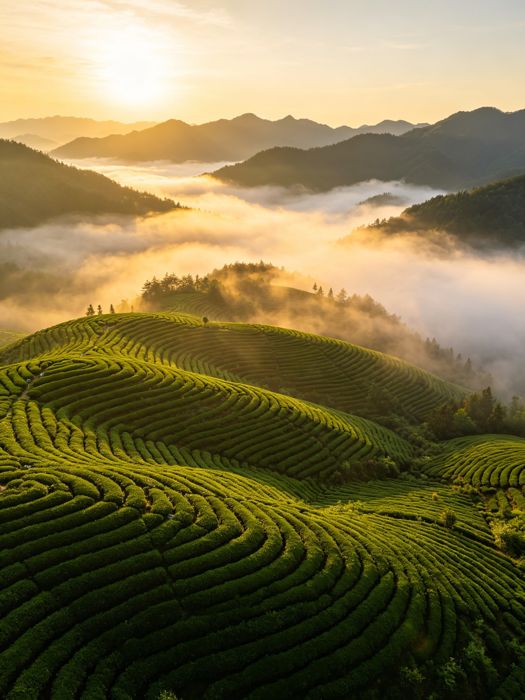 一杯云雾茶，品出英山的春秋